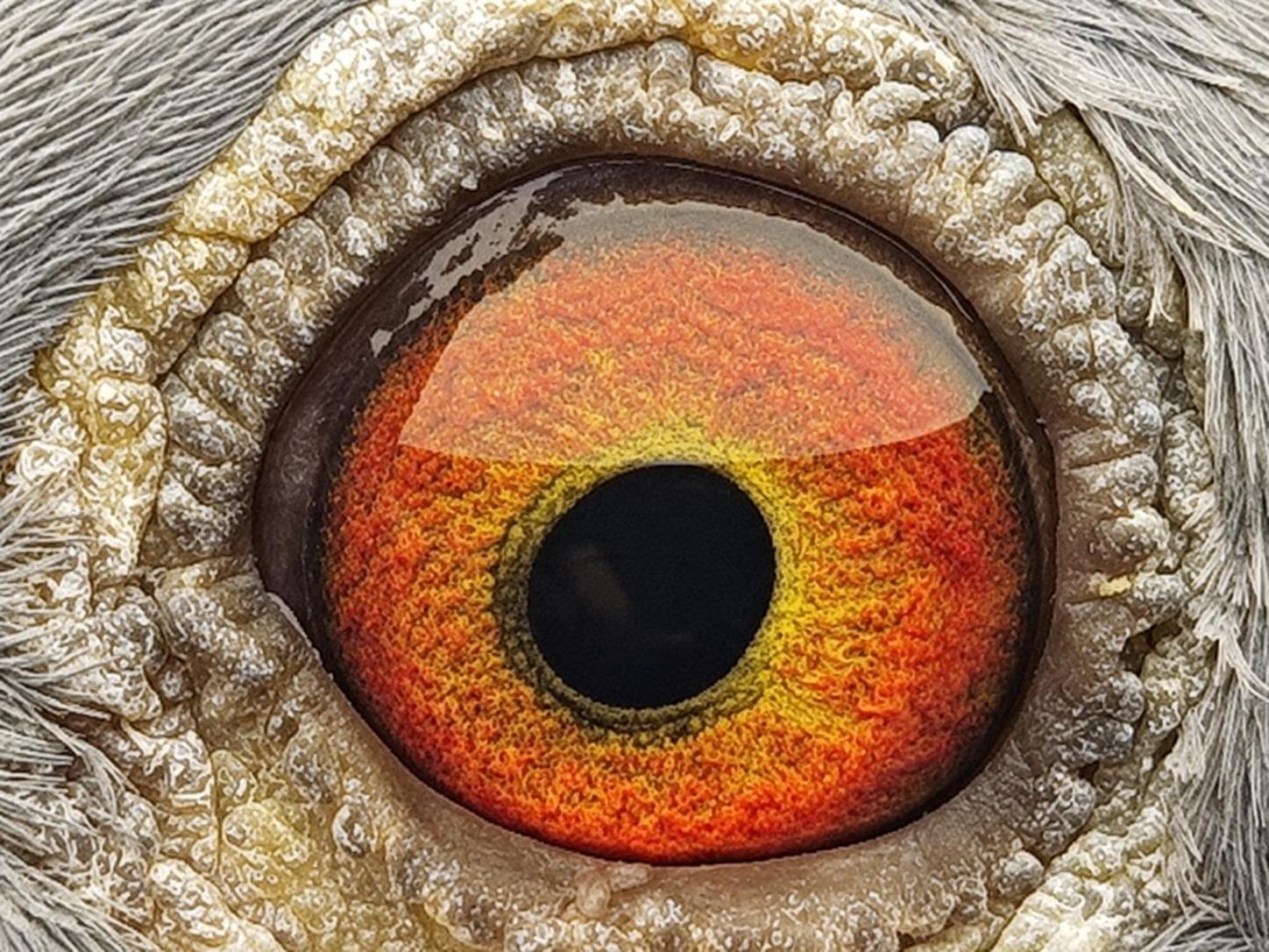 Pigeon eye